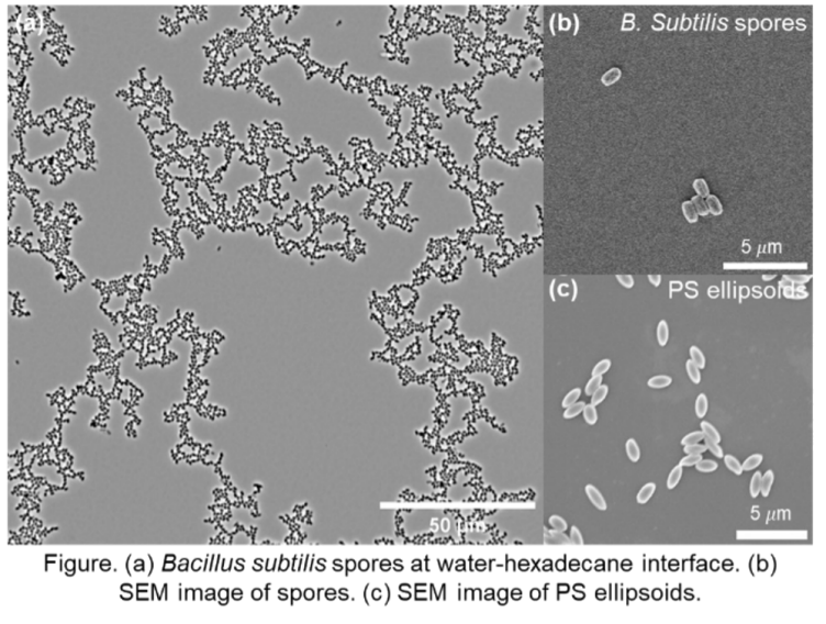 Can we consider Bacillus subtilis spores as ellipsoid polystyrene particles?